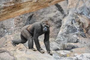 gorilla in de dierentuin foto