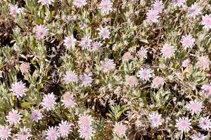 kleurrijk bloem achtergrond foto