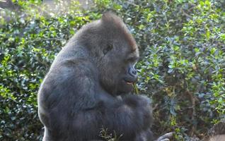 gorilla in de dierentuin foto