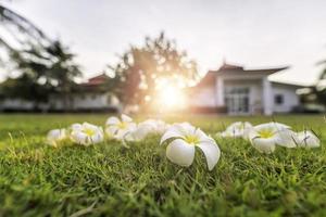 plumeria tropische spa bloem in een tuindorp foto