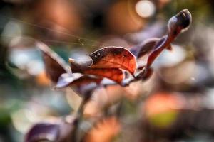 herfst rood bladeren Aan de struik verlichte door de warm middag zon foto