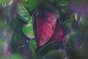 magisch herfst groen en rood bladeren met bokeh in detailopname foto