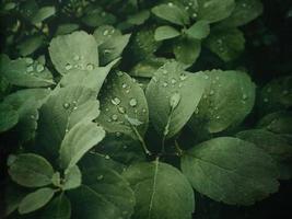 zomer fabriek met regendruppels Aan groen bladeren foto
