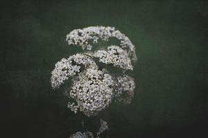 wit bloem Aan de struik over- groen achtergrond in detailopname in een natuurlijk milieu voorjaar dag foto