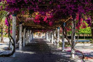 loopbrug in de park Aan een voorjaar dag met bloeiend Purper buganvilia's bloemen foto