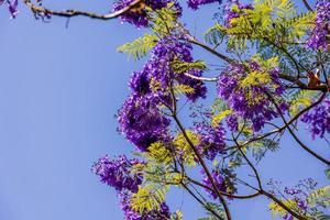 Purper jacaranda bloem mimosifolia Aan een boom Aan een voorjaar dag foto