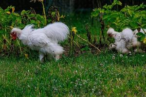 rasecht kippen Aan de groen gras in de tuin Aan een zomer dag biologisch landbouw foto