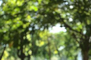 bokeh van aard weelderige treetop in vers groen park foto