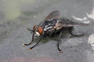 macro close-up van een huisvlieg cyclorrhapha, een veel voorkomende vliegensoort die in huizen wordt aangetroffen foto