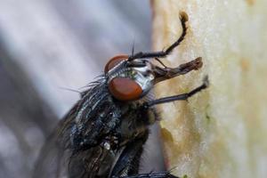 macro close-up van een huisvlieg cyclorrhapha, een veel voorkomende vliegensoort die in huizen wordt aangetroffen foto