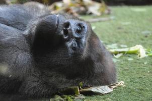 gorilla in de dierentuin foto