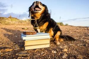 een hond met boeken foto