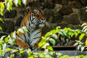 tijger resting in de schaduw dichtbij omhoog foto