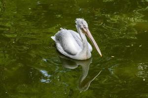 wit pelikaan Aan de meer dichtbij omhoog foto