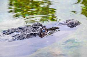 krokodil in het water foto