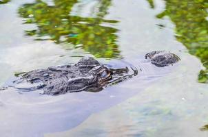 krokodil in het water foto