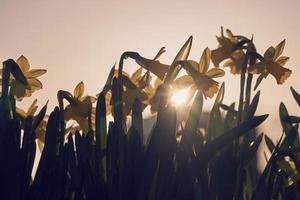 gele narcis in het voorjaar foto