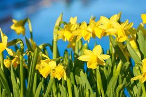 gele narcissen tegen het water foto