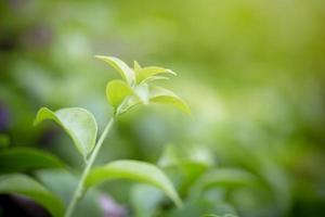 close-up van een groene plant foto