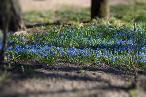 blauwe wildflower patch foto