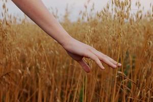 vrouw hand- tarwe velden landbouw oogsten vers lucht foto