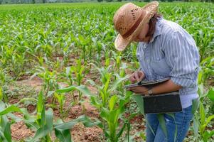 vrouw boer werken Bij maïs boerderij, verzamelen gegevens Aan de groei van maïs planten foto