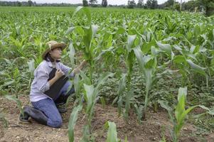 vrouw boer werken Bij maïs boerderij, verzamelen gegevens Aan de groei van maïs planten foto