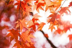 helder kleurrijk esdoorn- bladeren Aan de Afdeling in de herfst seizoen. foto