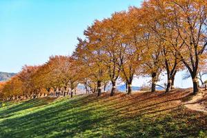 mooi romantisch steeg in een park met kleurrijk bomen, herfst seizoen foto