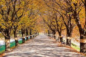 mooi romantisch steeg in een park met kleurrijk bomen, herfst seizoen foto