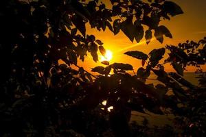 boom silhouet tegen de zonsondergang. zonlicht door silhouet van bladeren foto