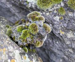 dichtbij omhoog mos gegroeid omhoog Hoes de ruw stenen en Aan de verdieping in de Woud. tonen met macro visie. rotsen vol van de mos foto