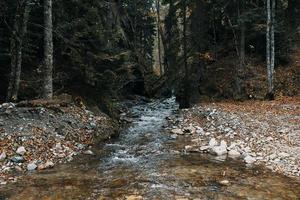 berg rivier- lichaam van water herfst gedaald bladeren hoog bomen Woud foto