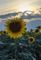 zonnebloemen bij zonsondergang foto