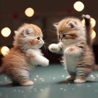 2 katten strijd katjitsu stijl foto