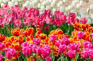 gebied van kleurrijke hybride tulpen