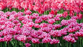 gebied van roze hybride tulpen foto