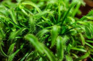 zonnedauw plant close-up foto