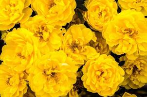 groep gele bloemen