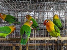 kleur vol vogelstand in nest foto