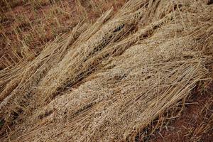 veld- natuur teelt rogge landschap platteland biologisch foto