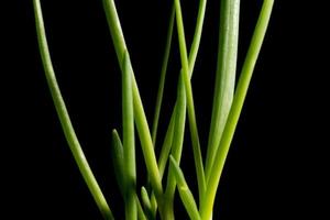 groene ui op een zwarte achtergrond foto