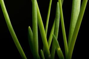 groene ui op een zwarte achtergrond foto