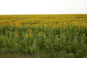 zonnebloem veld- landbouw natuur boerderij oogst landschap Nee mensen foto