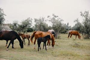 paarden grazen Aan de boerderij dieren zomer natuur Ja foto