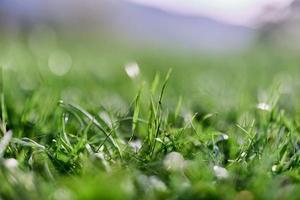 groen gras in lente, detailopname foto