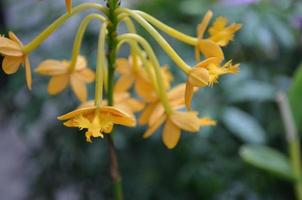 sierlijk geel tropisch bloemen bloeiend in een tuin foto