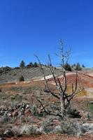 baren boom Bij de geschilderd heuvels in speculant district, Oregon foto