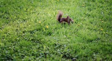 pluizig eekhoorn aan het eten in gras. foto