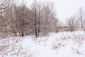 winter natuurlijk landschap met met sneeuw bedekt bomen in de Woud en een versmallen pad foto